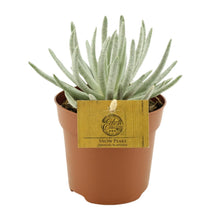Kamerplant - Senecio Scaposus - Pot Ø 10.5cm Hoogte ↕ 15cm
