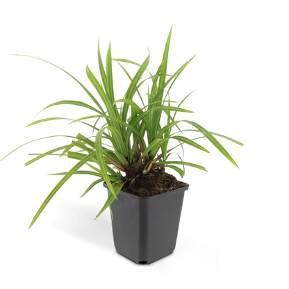 Buitenplant 48x Carex morrowii 'Irish Green' - Pot Ø 9cm Hoogte ↕ 10-25cm