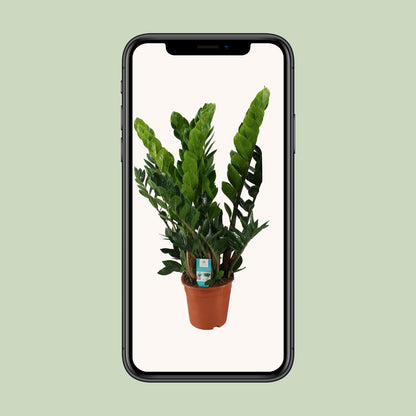 Kamerplant - Zamioculcas Zamiifolia - Pot Ø 21cm Hoogte ↕ 80cm