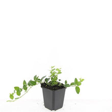 Buitenplant 24x Vinca minor 'Argenteovariegata' - Pot Ø 9cm Hoogte ↕ 10-25cm