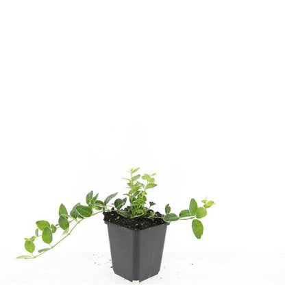 Buitenplant 24x Vinca minor 'Argenteovariegata' - Pot Ø 9cm Hoogte ↕ 10-25cm