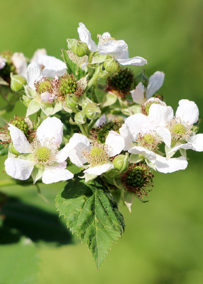 Buitenplant 4x Rubus idaeus 'Twotimer Mix' - Pot Ø 13cm Hoogte ↕ 45cm