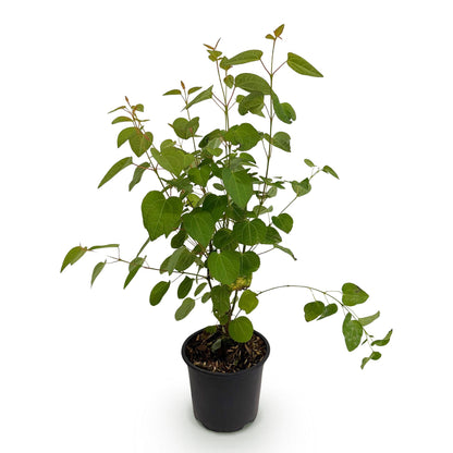 Buitenplant - Cercidiphyllum japonicum - Pot Ø 12cm Hoogte ↕ 35cm