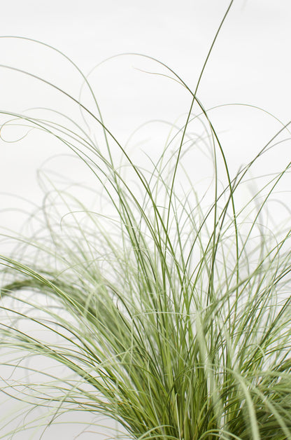 Buitenplant 3x Carex comans 'Frosted Curls' - Pot Ø 14cm Hoogte ↕ 30cm