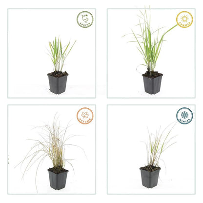 Buitenplant 24x Calamagrostis acut. 'Karl Foerster' - Pot Ø 9cm Hoogte ↕ 10-25cm
