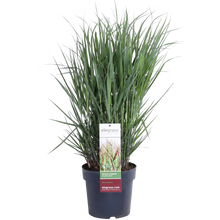 Buitenplant - Panicum virgatum 'Cheyenne Sky' - Pot Ø 23cm Hoogte ↕ 60cm