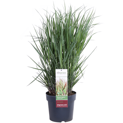 Buitenplant - Panicum virgatum 'Cheyenne Sky' - Pot Ø 23cm Hoogte ↕ 60cm