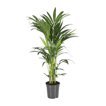Kamerplant - Howea Forsteriana (Kentia) - Luchtzuiverend - Pot Ø 21cm Hoogte ↕ 100cm