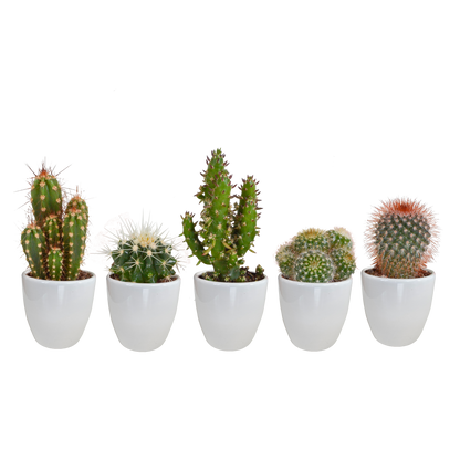 Kamerplant 5x Cactus mix - in witte pot - Pot Ø 5.5cm