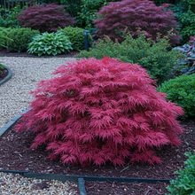 Buitenplant 2x Acer palmatum 'Pink Dwarf' - Pot Ø 19cm Hoogte ↕ 70cm
