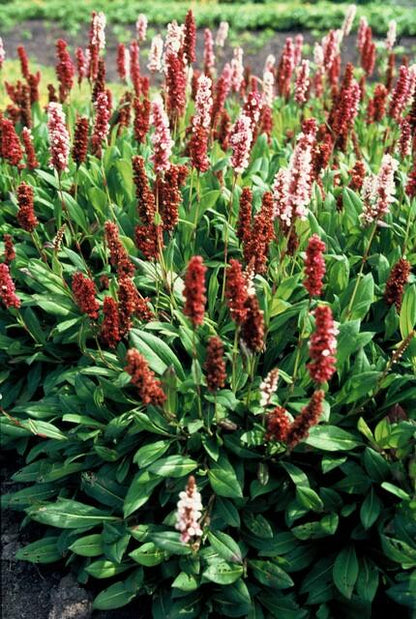 Buitenplant 6x Persicaria aff. 'Darjeeling Red' - Bloeiend - Pot Ø 9cm Hoogte ↕ 10-25cm