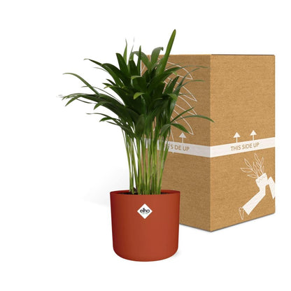 Kamerplant - Areca Palm - Luchtzuiverend - Pot Ø 14cm