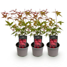 Buitenplant 3x Acer palmatum Beni-maiko - Pot Ø 12cm Hoogte ↕ 35cm