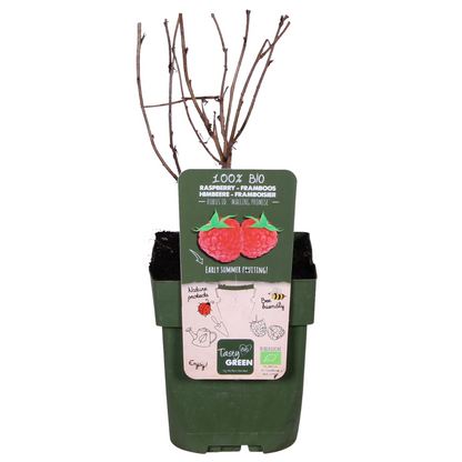 Buitenplant - Rubus idaeus 'Malling Promise' - Framboos - Pot Ø 13cm Hoogte ↕ 45cm