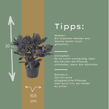 Buitenplant 3x Skimmia 'Rubella' - Pot Ø 10,5cm Hoogte ↕ 20-25cm