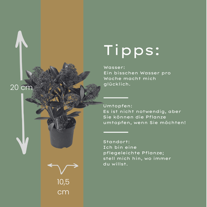 Buitenplant 3x Skimmia 'Rubella' - Pot Ø 10,5cm Hoogte ↕ 20-25cm