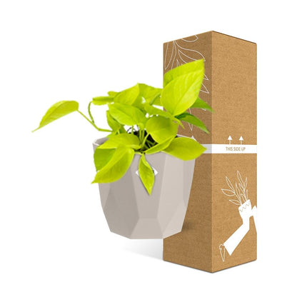Kamerplant - Epipremnum Pinnatum 'Golden Pothos' - Pot Ø 14cm