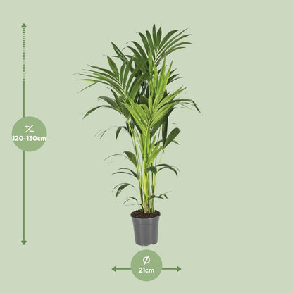 XL kamerplant - Howea Forsteriana - Pot Ø 21cm Hoogte ↕ 130cm