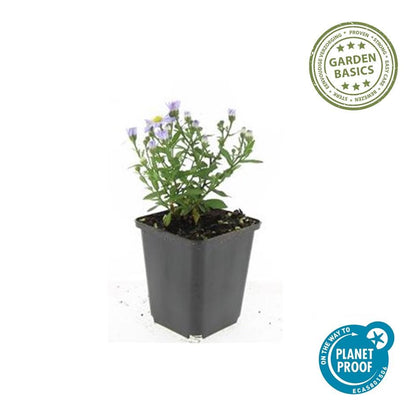 Buitenplant 24x Aster (D) 'Prof. Anton Kippenberg' - Bloeiend - Pot Ø 9cm Hoogte ↕ 10-25cm