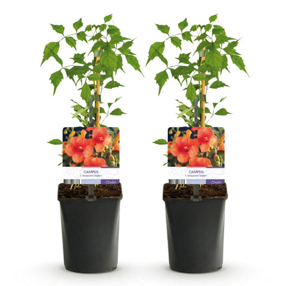 Buitenplant 2x Campsis radicans 'Madame Galen' - Trompetbloem Oranje - Pot Ø 11cm Hoogte ↕ 40cm