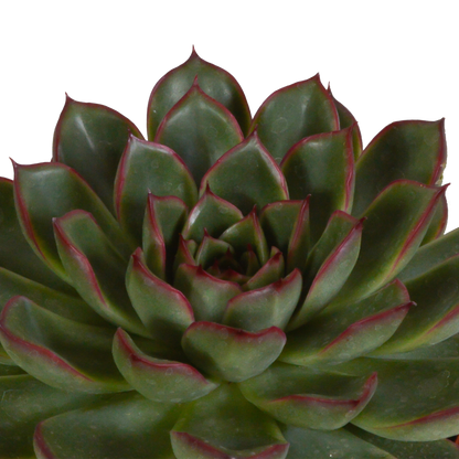 Kamerplant 3x Echeveria mix - Inclusief witte pot - Pot Ø 10.5cm