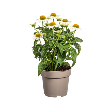 Buitenplant - Echinacea Purpurea White - Bloeiend - Pot Ø 19cm Hoogte ↕ 60-70cm