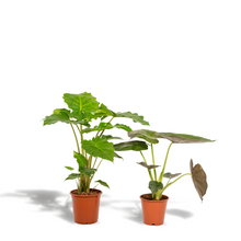 Kamerplant Duo - Alocasia Wentii + Alocasia Portodora