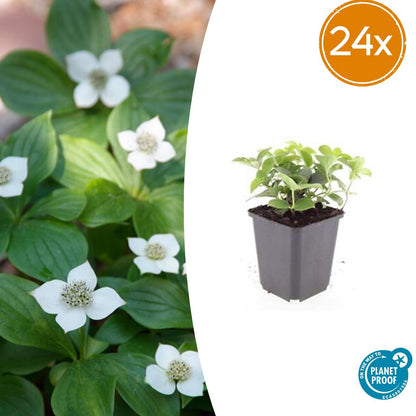 Buitenplant 24x Cornus canadensis - Pot Ø 9cm Hoogte ↕ 10-25cm