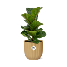 Kamerplant - Ficus Lyrata 'Bambino' - Pot Ø 14cm