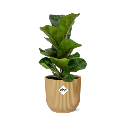 Kamerplant - Ficus Lyrata 'Bambino' - Pot Ø 14cm
