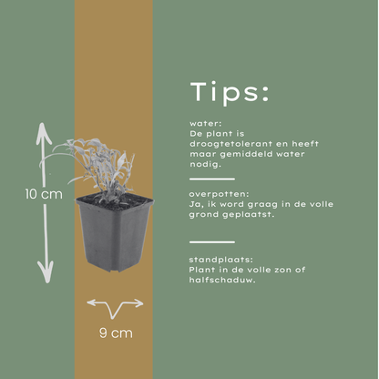 Buitenplant 12x Centranthus ruber 'Coccineus' - Bloeiend - Pot Ø 9cm Hoogte ↕ 10-25cm