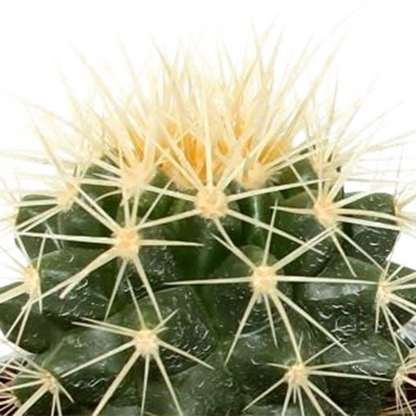 Kamerplant 5x Cactus mix - in Mexicaanse pot - Pot Ø 5.5cm