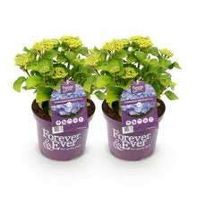 Buitenplant 2x Hydrangea Forever & Ever Blauw - Rijkbloeiend - Pot Ø 23cm Hoogte ↕ 55cm