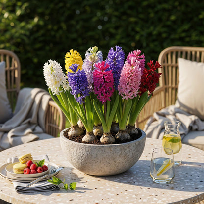 Bloembollen - Hyacint mix - Diverse kleuren - 10 stuks - Bolmaat 14/15