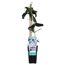 Buitenplant - Clematis armandii - Groenblijvend, Bloeiend - Pot Ø 15cm