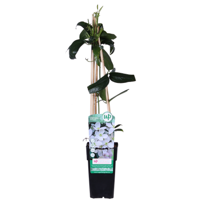 Buitenplant - Clematis armandii - Groenblijvend, Bloeiend - Pot Ø 15cm