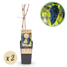 Buitenplant - Vitis vinifera Boskoop Glory (Blauwe druif) - Pot Ø 15cm Hoogte ↕ 50cm