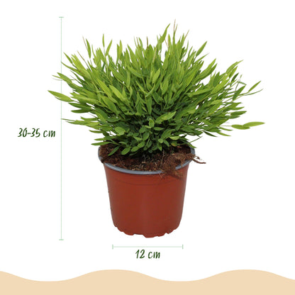Kamerplant 4x Pogonatherum paniceum Monica - Bamboegras - Pot Ø 12cm Hoogte ↕ 20cm
