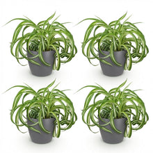 Kamerplant 4x Chlorophytum comosum Bonnie - Pot Ø 12cm Hoogte ↕ 20cm