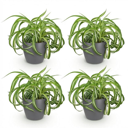 Kamerplant 4x Chlorophytum comosum Bonnie - Pot Ø 12cm Hoogte ↕ 20cm