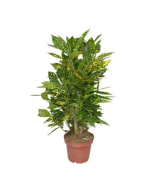 Kamerplant - Croton Gold Dust - Pot Ø 14cm Hoogte ↕ 50cm