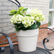 Buitenplant - Hydrangea 'Magical Nobless' - Bloeiend - Pot Ø 23cm Hoogte ↕ 55cm