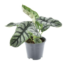 Kamerplant - Alocasia Nebula Silver Compacta - Ø 14cm ↕ 30cm