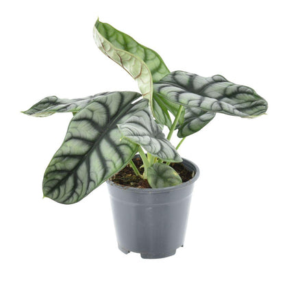 Kamerplant - Alocasia Nebula Silver Compacta - Ø 14cm ↕ 30cm