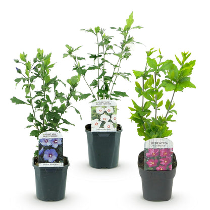 Buitenplant 3x Hibiscus syriacus 'Tricolour' - Bloeiend - Pot Ø 17cm Hoogte ↕ 45cm