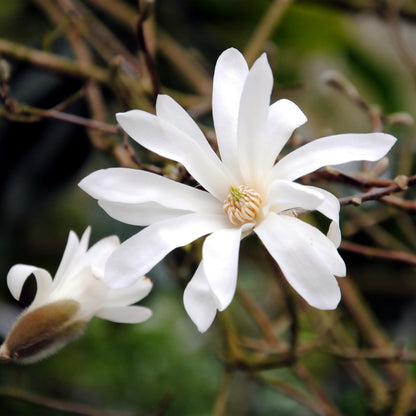 Buitenplant - Magnolia stellata - Bloem Wit - Pot Ø 12cm Hoogte ↕ 30cm