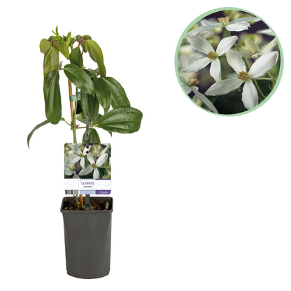 Buitenplant - Clematis armandii - Klimplant Wit - Groenblijvend - Pot Ø 11cm Hoogte ↕ 40cm