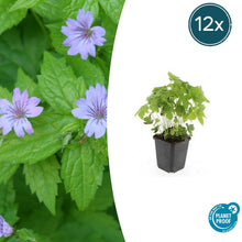 Buitenplant 12x Geranium nodosum - Bloeiend - Pot Ø 9cm Hoogte ↕ 10-25cm