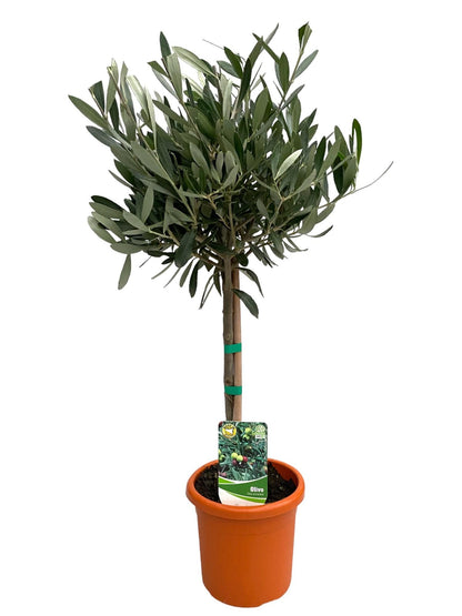 Buitenplant - Olea Europaea op Stam - Pot Ø 15cm Hoogte ↕ 60cm
