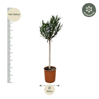 Buitenplant - Nerium Oleander op stam met rode bloem - Pot Ø 30cm Hoogte ↕ 170cm